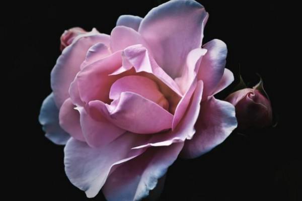 trussardi delicate rose описание